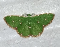 Argyrocosma inductaria