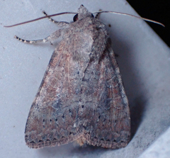 Parastichtis suspecta