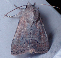 Parastichtis suspecta