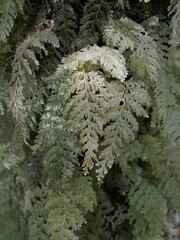 Hymenophyllum frankliniae