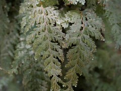 Hymenophyllum frankliniae