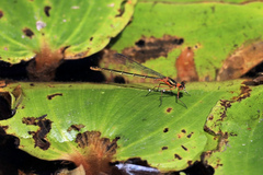 Austrocnemis splendida
