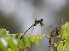 Austroepigomphus praeruptus