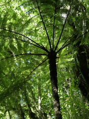 Cyathea cunninghamii