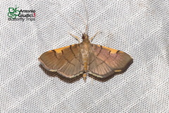 Omiodes dispilotalis