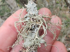 Ramalina peruviana