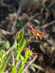 Pimelea curviflora curviflora