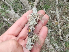 Ramalina peruviana