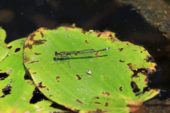Austrocnemis splendida