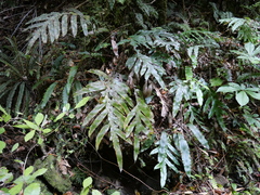 Blechnum colensoi