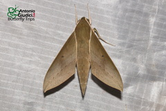 Theretra boisduvalii