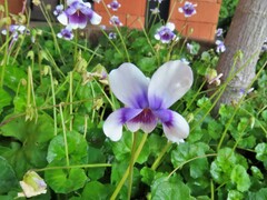 Viola banksii