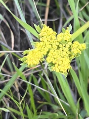 Lomatium caruifolium