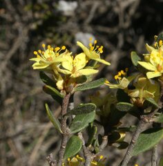 Asterolasia squamuligera