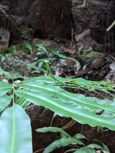 Stagmomantis venusta