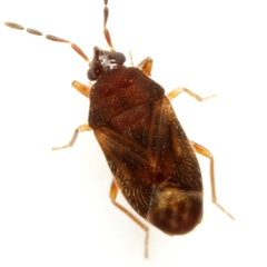 Antillocoris discretus