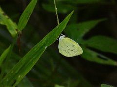 Eurema daira