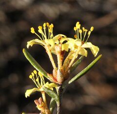 Asterolasia squamuligera