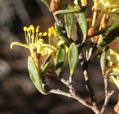Asterolasia squamuligera