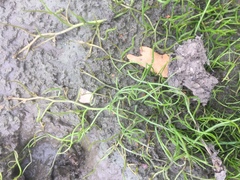 Pilularia globulifera