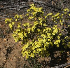 Asterolasia squamuligera