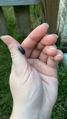 Armadillidium vulgare