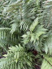 Pteridium aquilinum