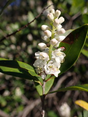 Cliftonia monophylla