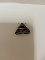 Grammodes geometrica