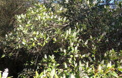 Cliftonia monophylla