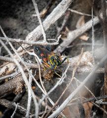 Schistocerca melanocera