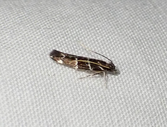 Stagmatophora argyrostrepta