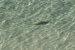 Pseudobatos productus