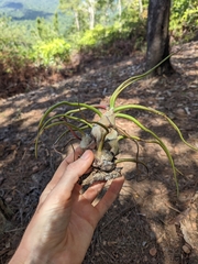 Tillandsia bulbosa