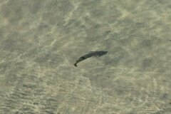 Pseudobatos productus