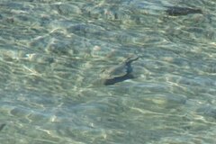 Pseudobatos productus