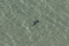 Pseudobatos productus