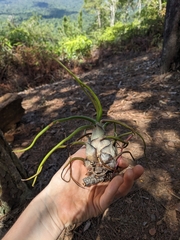 Tillandsia bulbosa