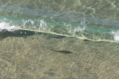 Pseudobatos productus