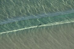 Pseudobatos productus