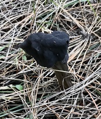 Helvella vespertina