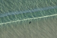 Pseudobatos productus