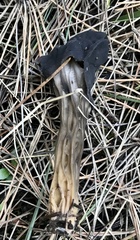 Helvella vespertina