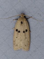 Scythropiodes issikii