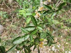 Xylosma flexuosa