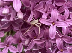 Misumessus oblongus