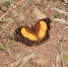 Junonia terea