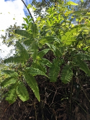 Gleichenella pectinata