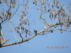 Gymnoris xanthocollis
