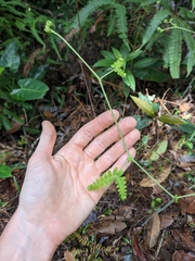 Gleichenella pectinata